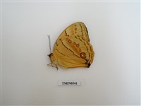 藏品(箭環蝶)的圖片